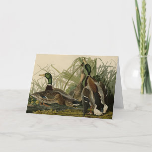 Carte Mallard Duck from Audubon's Birds of America