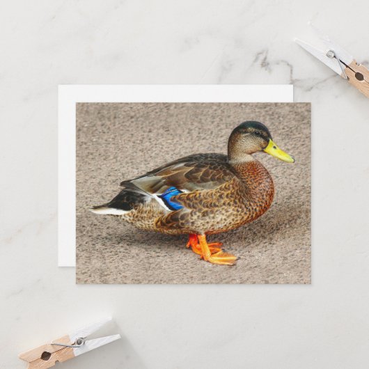 Carte Mallard Duck. Lac Roath Park, Cardiff, Pays de Gal (Devant/Arrière en situation)