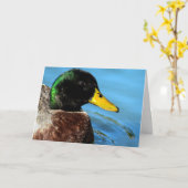 Carte Mallard haut près (Fleur jaune)