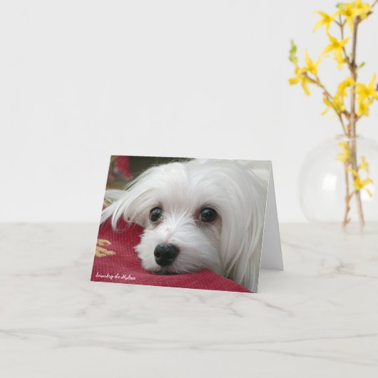 Carte Maltaise de note Snowdrop (Fleur jaune)