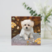 Carte Maltese Puppy, oh si mignon, (Debout devant)