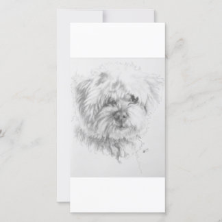 Carte Maltipoo