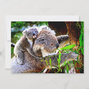Carte Maman Koala et bébé Joey dans un arbre