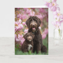Maman Labradoodle Fête des Mères Amour