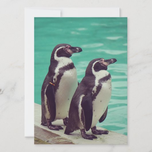 Carte Manchots (Devant)