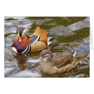 Carte Mandarin Ducks