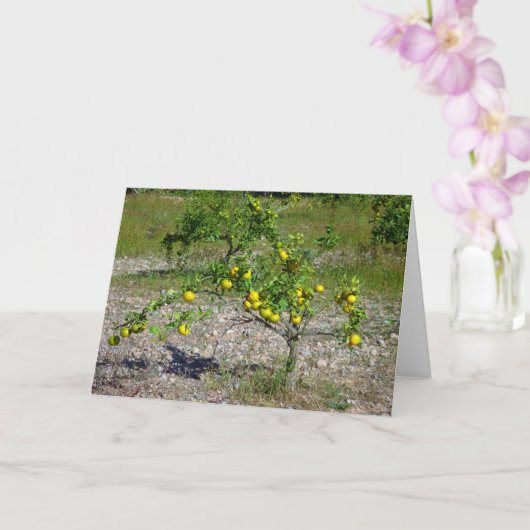 Carte Mandarin Orange Tree (Orchidée)