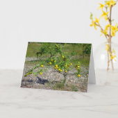 Carte Mandarin Orange Tree (Fleur jaune)