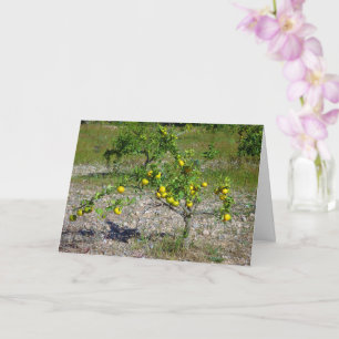 Carte Mandarin Orange Tree