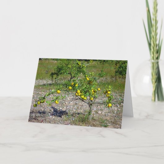 Carte Mandarin Orange Tree (Devant)