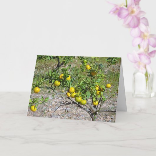 Carte Mandarin Orange Tree (Orchidée)