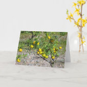 Carte Mandarin Orange Tree (Fleur jaune)