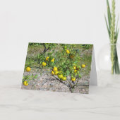 Carte Mandarin Orange Tree (Devant)