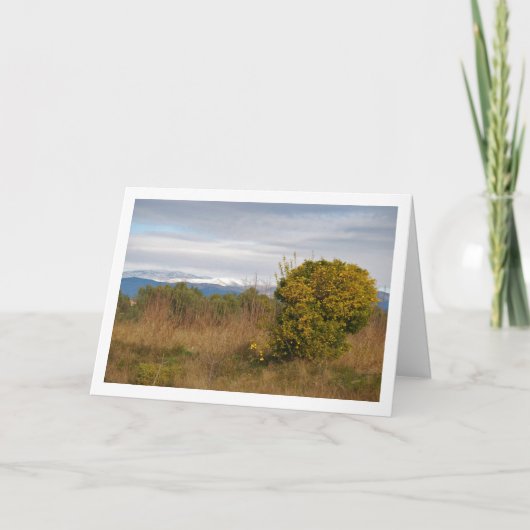 Carte Mandarin Orange Tree et Snowy Mountains (Devant)