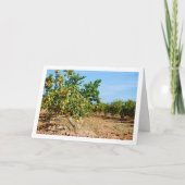 Carte Mandarin Orange Tree Orchard (Devant)