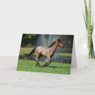 Carte Mangalarga Courir devant la Fontaine