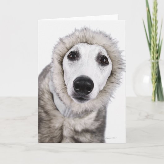 Carte Manteau de fourrure de port de chien de whippet, (Devant)