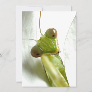 Carte Mantids
