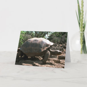 Carte Marche en forme de dôme géante de tortue