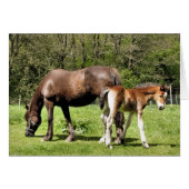 CARTE MARE ET FOAL (Devant horizontal)