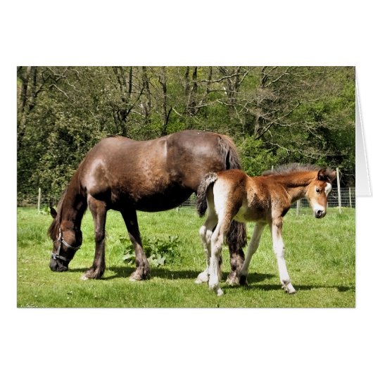 CARTE MARE ET FOAL (Devant horizontal)