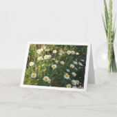 Carte Marguerite commune en herbe (Devant)