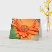 Carte Marguerite orange de Gerbera (Fleur jaune)