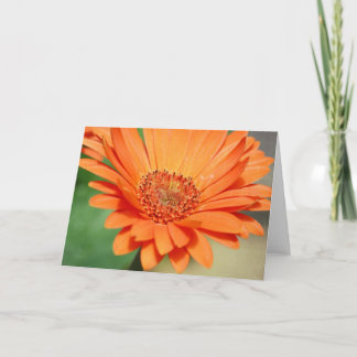 Carte Marguerite orange de Gerbera
