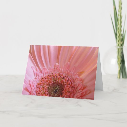 Carte Marguerite rose #731 de Gerbera (Devant)