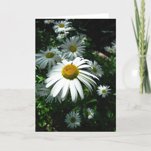 Carte Marguerites