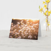 Carte Marguerites des prés de coucher du soleil (Fleur jaune)