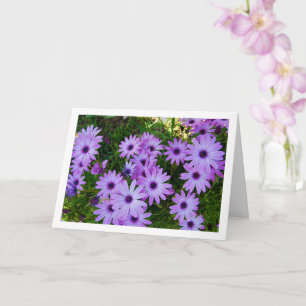 Carte Marguerites violettes africaines