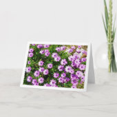 Carte Marguerites violettes africaines (Devant)