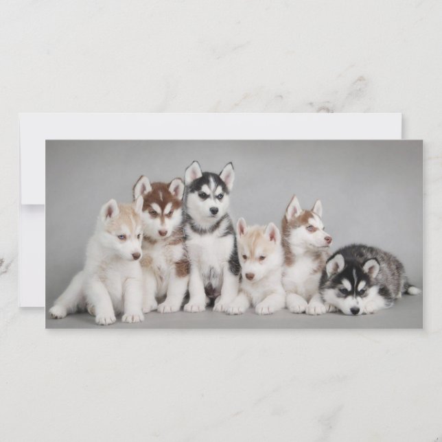 Carte Marionnettes Cute Husky (Devant)