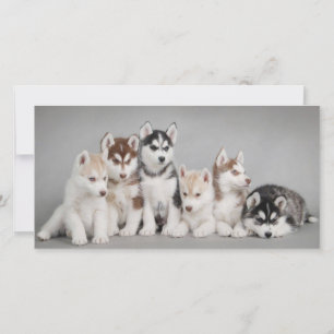 Carte Marionnettes Cute Husky