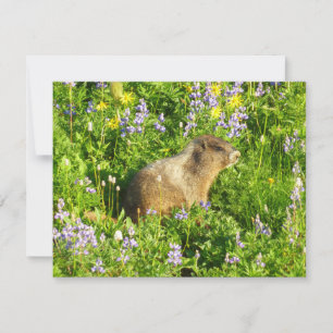 Carte Marmotte dans les fleurs sauvages du mont Rainier