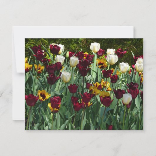 Carte Maroon et Tulipes Jaunes Florales colorées (Devant)