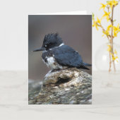 Carte Martin-pêcheur ceinturé (Fleur jaune)