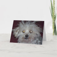 Mauvais jour de cheveux - humour de chien et de