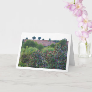 Carte Mediterranean Buckthorn, Rhamnus Alaternus Plant