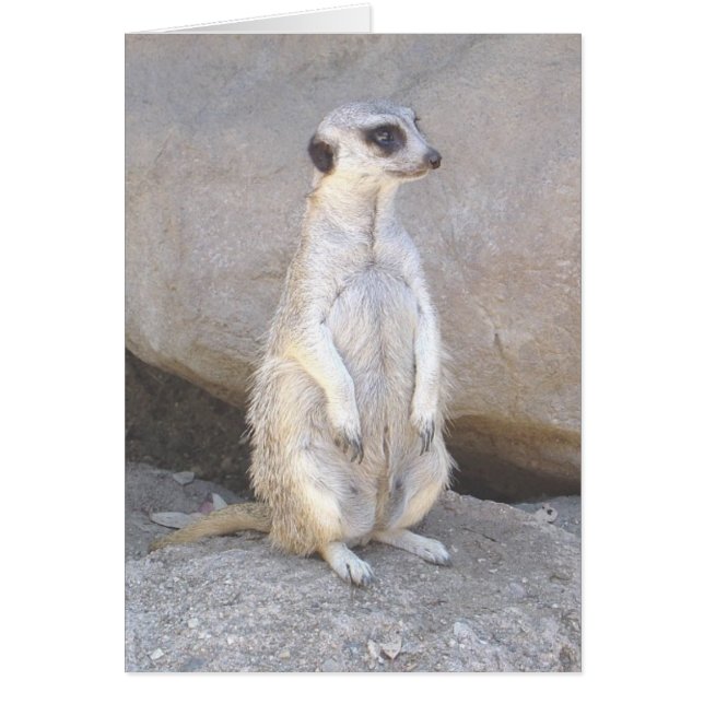 carte meerkat (Devant)