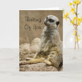 Carte Meerkat (Fleur jaune)