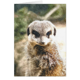 Carte MEERKAT