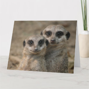 Carte Meerkat-Couple