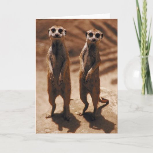 Carte Meerkat Duo (Devant)