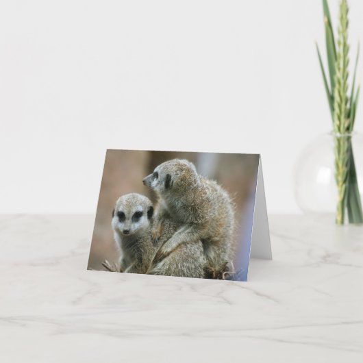 Carte Meerkats (Devant)
