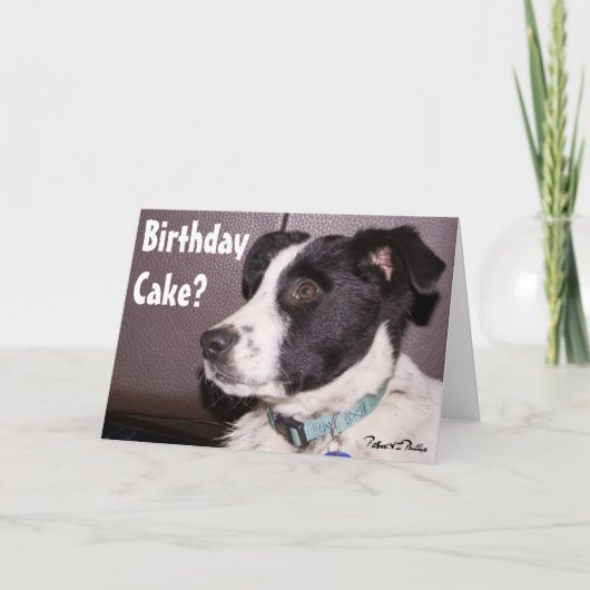 Carte Mélange adorable de Border Collie et Heeler - Chie (Devant)