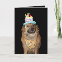 Mélange de berger mignonne chien d'anniversaire