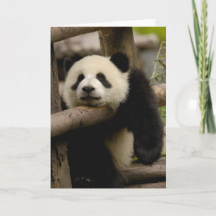 Carte Melanoleuca d'Ailuropoda de bébé de panda géant)