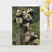 Carte Melanoleuca d'Ailuropoda de bébés de panda géant) (Fleur jaune)